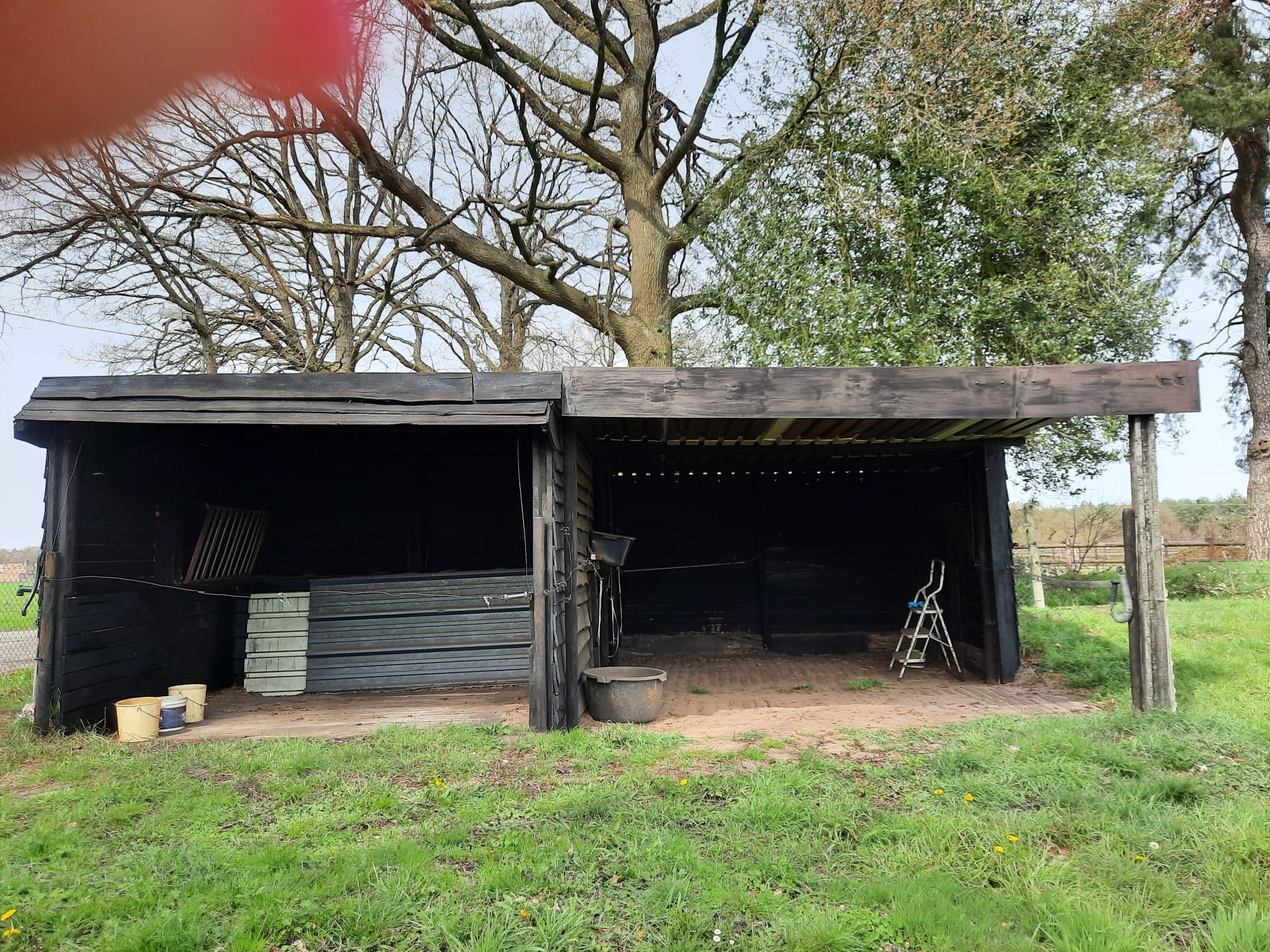 Mooie omheinde weide met schuilstallen te Helchteren  foto 2