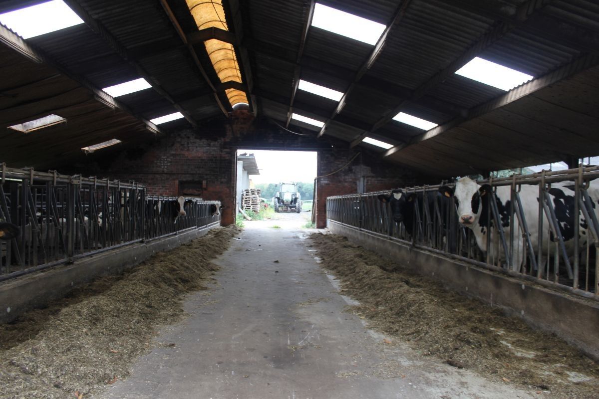 Melkveebedrijf met 38,70 ha grond te koop te Bocholt foto 13