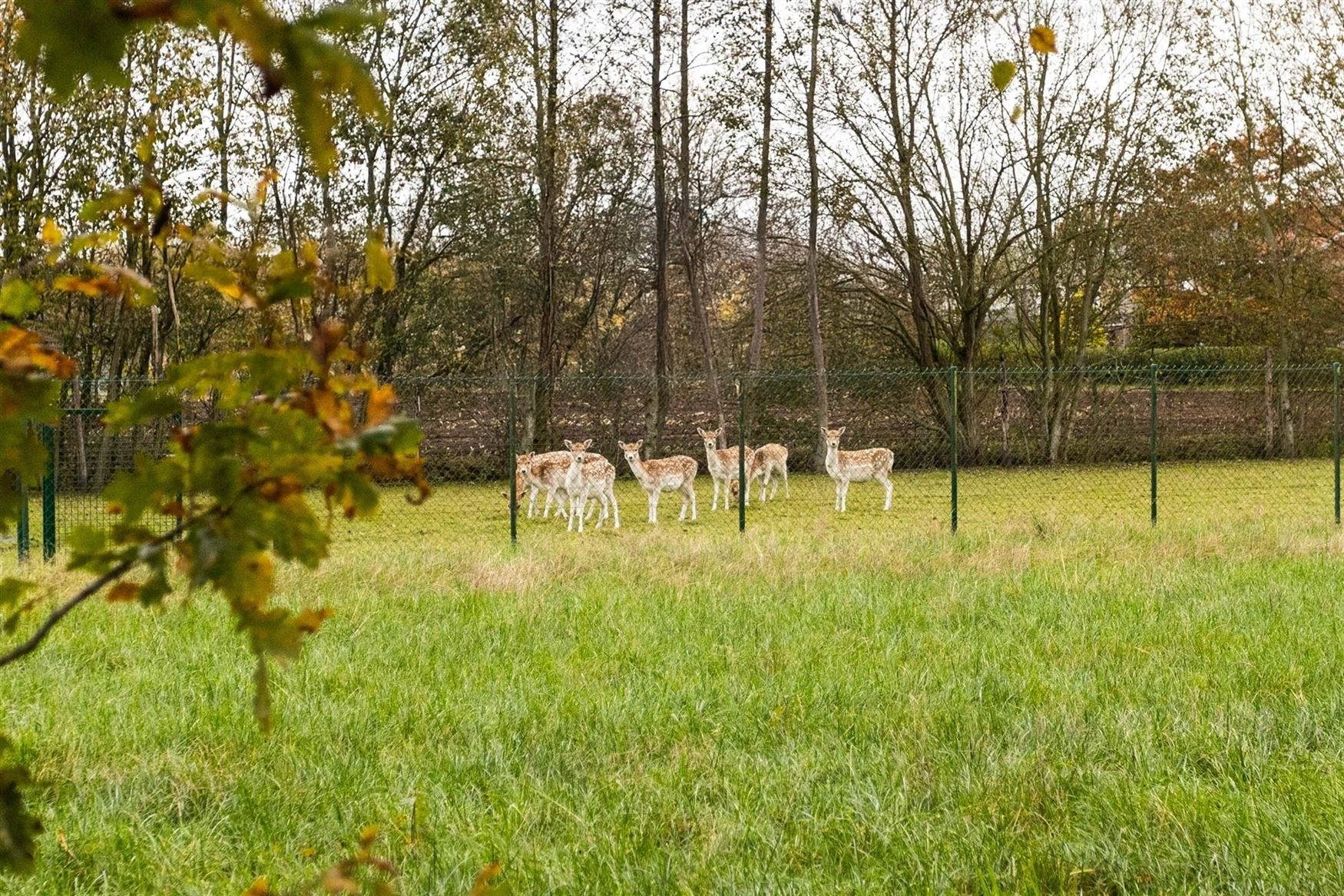 Te renoveren villa met karakter & bos foto 26