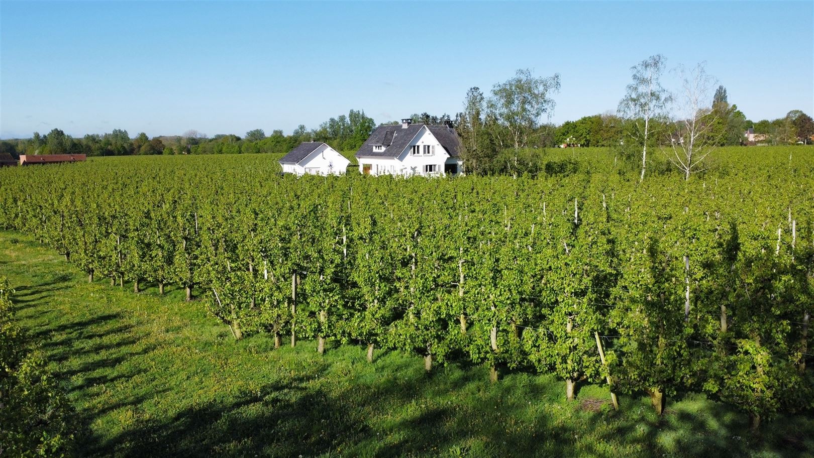 Villa + voorgelegen bouwgrond in residentiële straat  foto 2