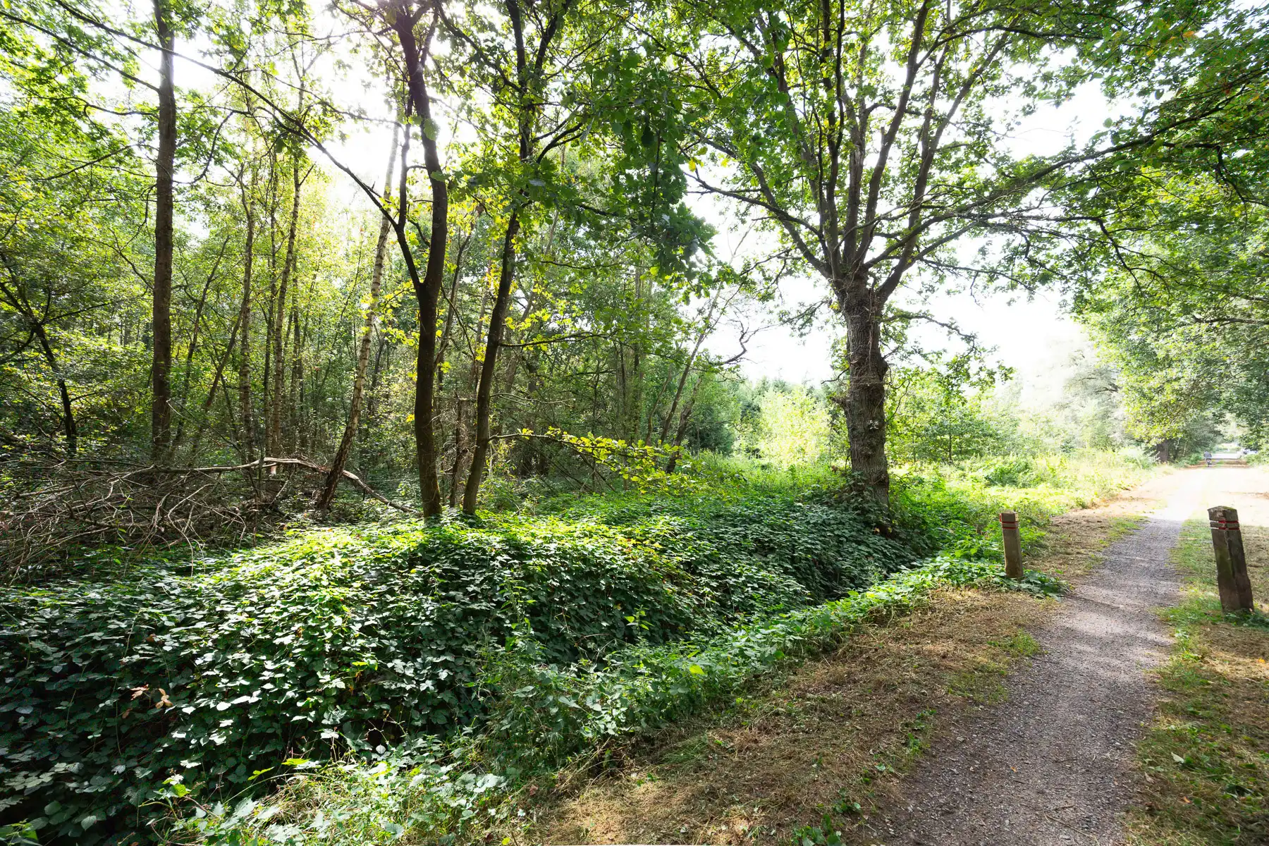 Prachtig stuk natuur foto 4