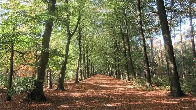 Nieuwbouwvilla te koop met 4 slaapkamers in Sint-Michiels  foto 4