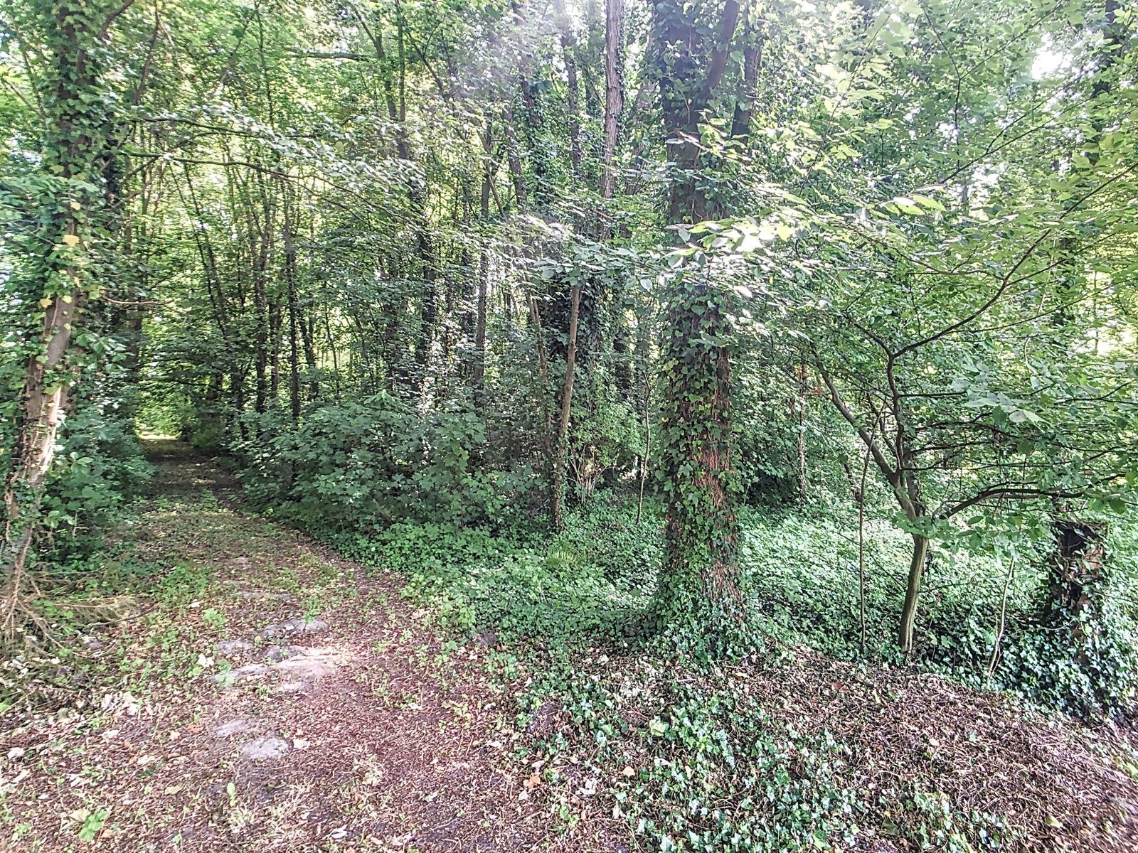 Bosgrond met vijver nabij centrum Hever. foto 2