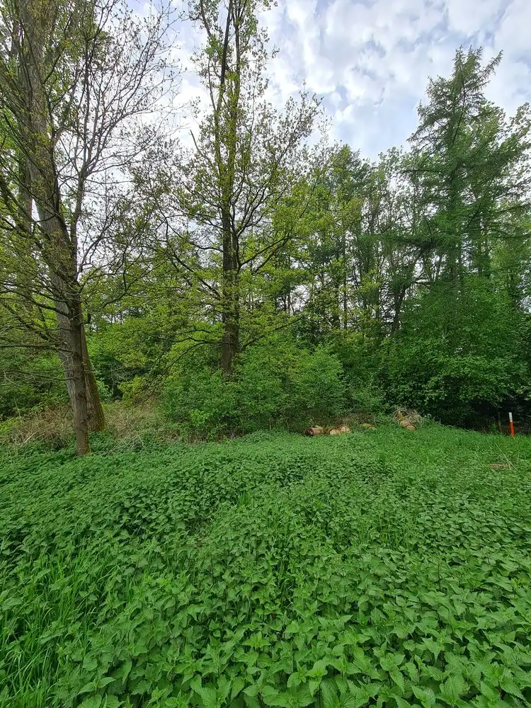 Perceel bos foto 6