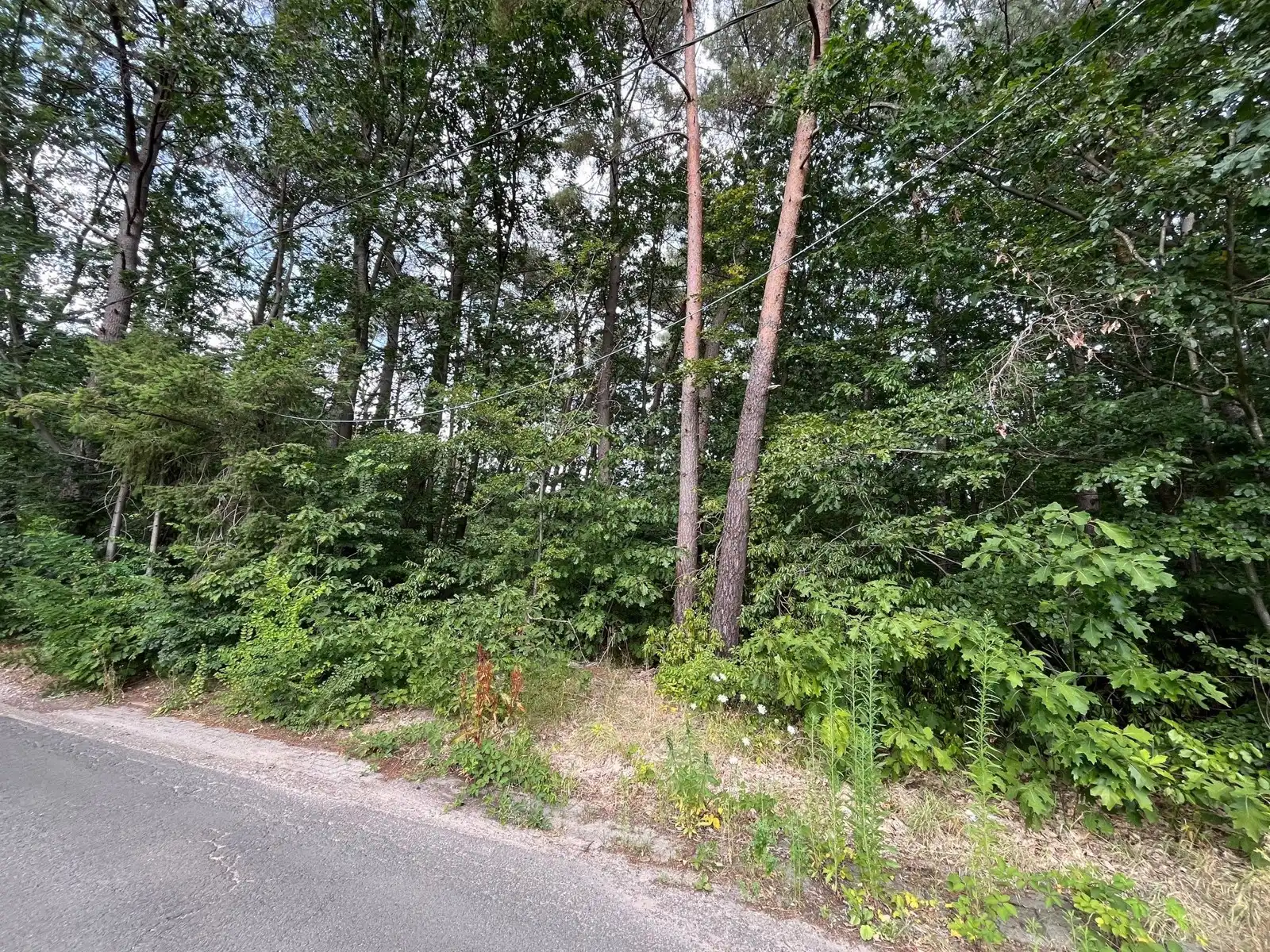 Bouwgrond voor open bebouwing 1.567m² foto 5