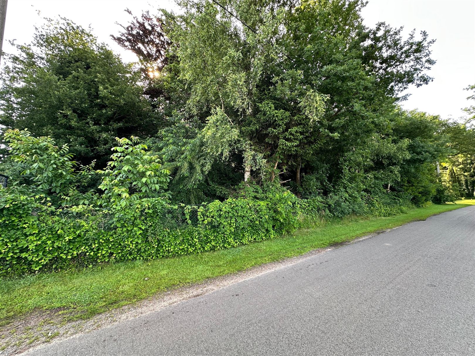 TE KOOP: Weiland van 1,08 ha te Beverlo! foto 3