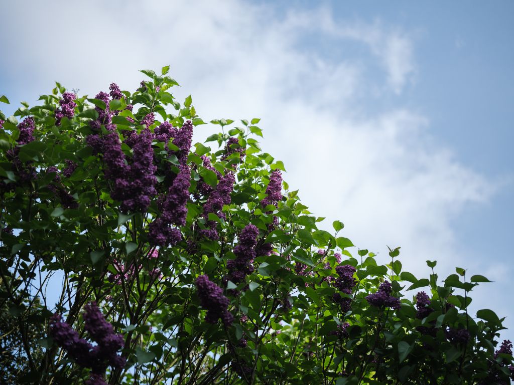 Uitzonderlijke opportuniteit Sint-Amandsberg – ‘Villa Bromelia’ - Statige en ruime woning (437m2 bvo) met een prachtig aangelegde tuin op een boogscheut van het stadscentrum – nabij de Rozenbroeken. foto 34