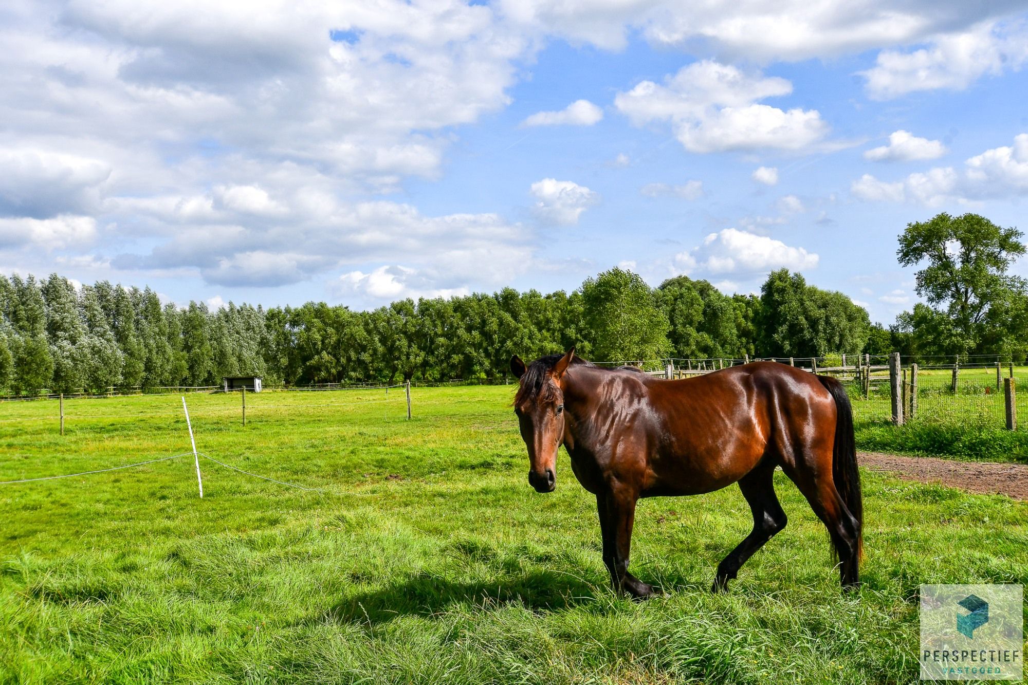 IDYLLISCH GELEGEN WONING met ACHTERLIGGENDE WEIDES en PAARDENFACILITEITEN foto 2