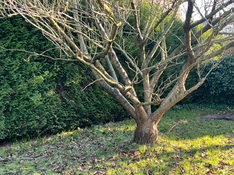 Exclusief te renoveren herenhuis met 5 slpks en extra bouwgrond! op toplocatie in het aangename Nazareth - De Pinte foto 9
