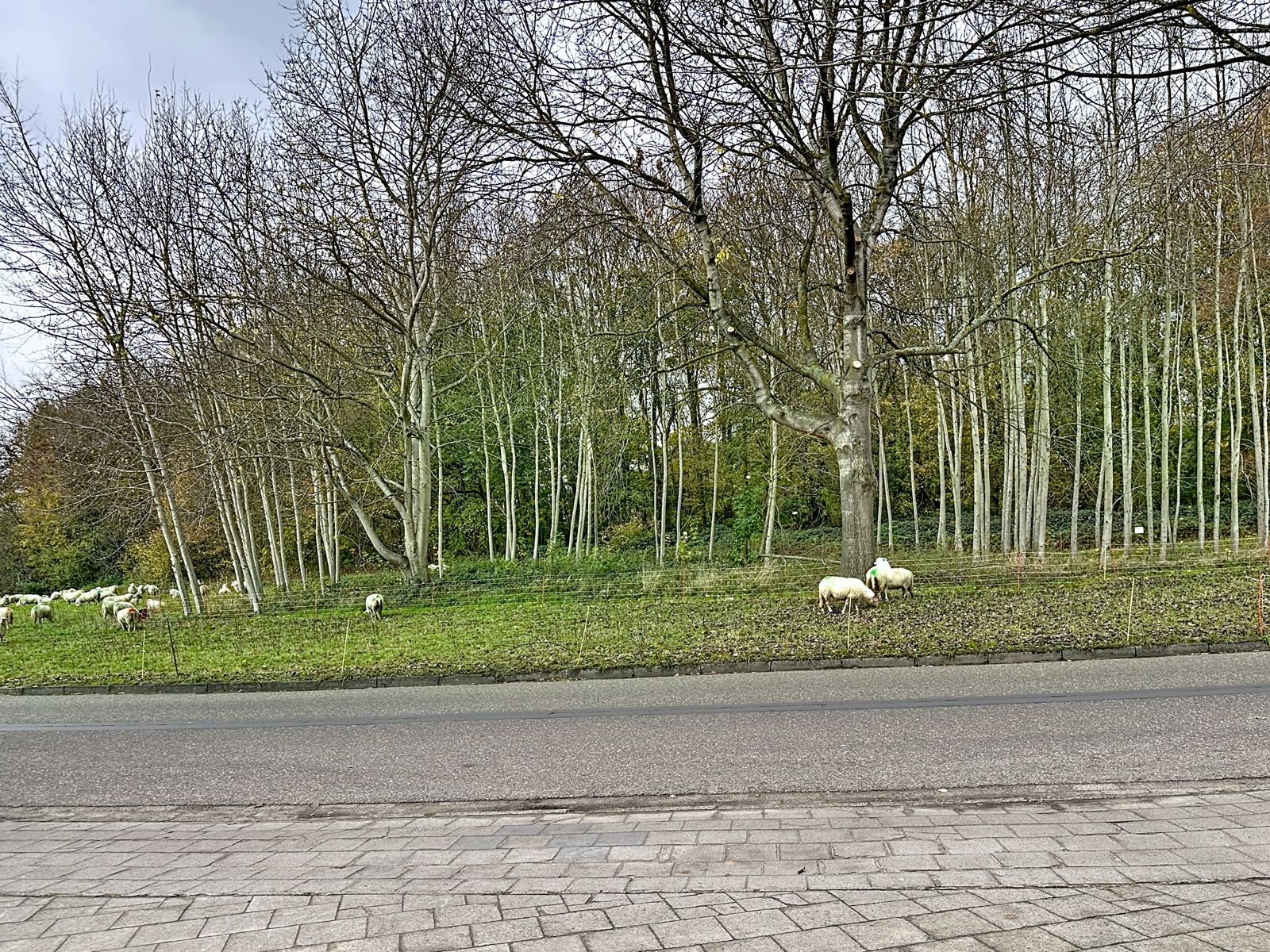 Appartement met tuin en garage – kleine blok zonder syndicus foto 15