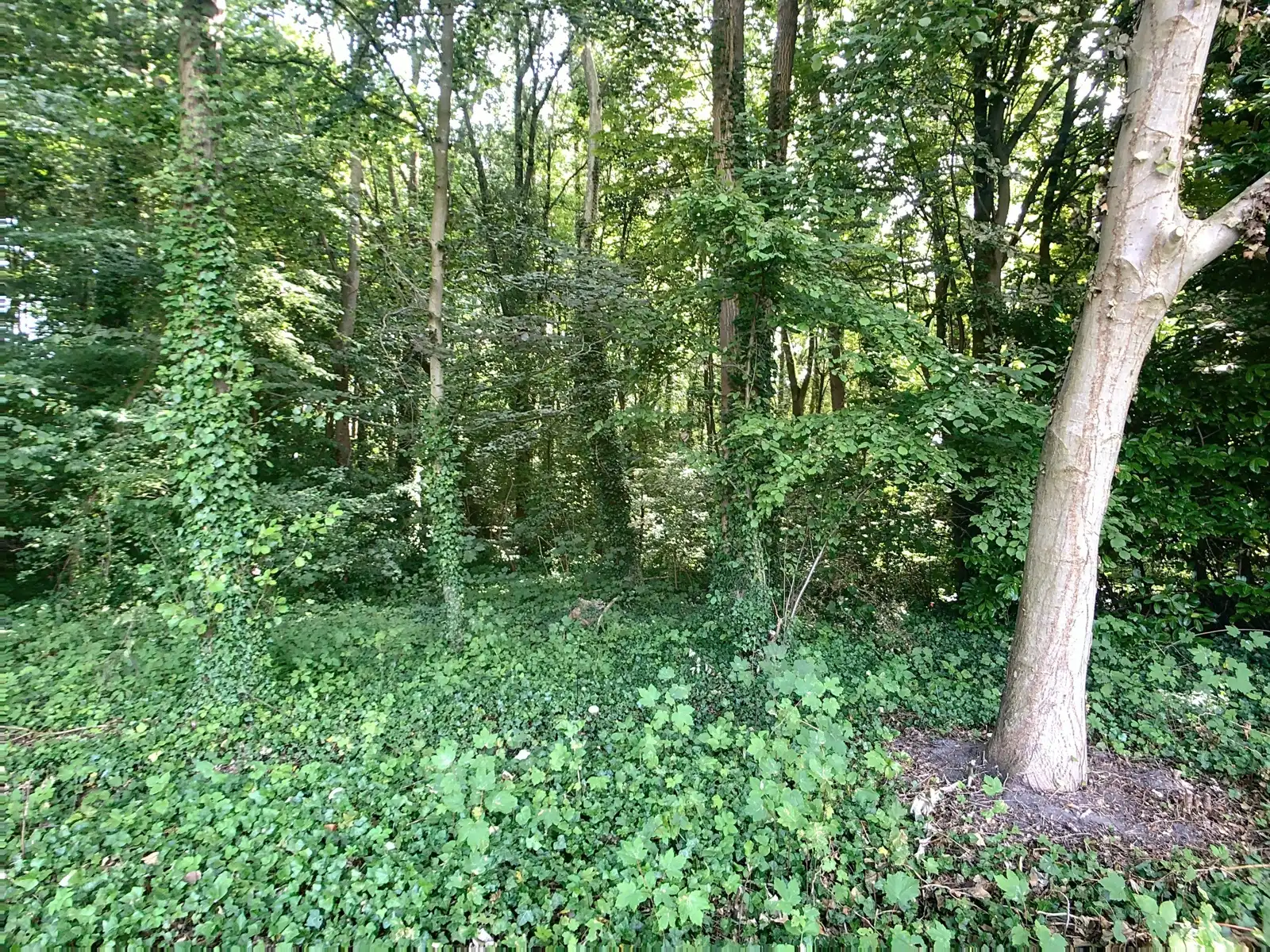 Bosgrond met vijver nabij centrum Hever. foto 3