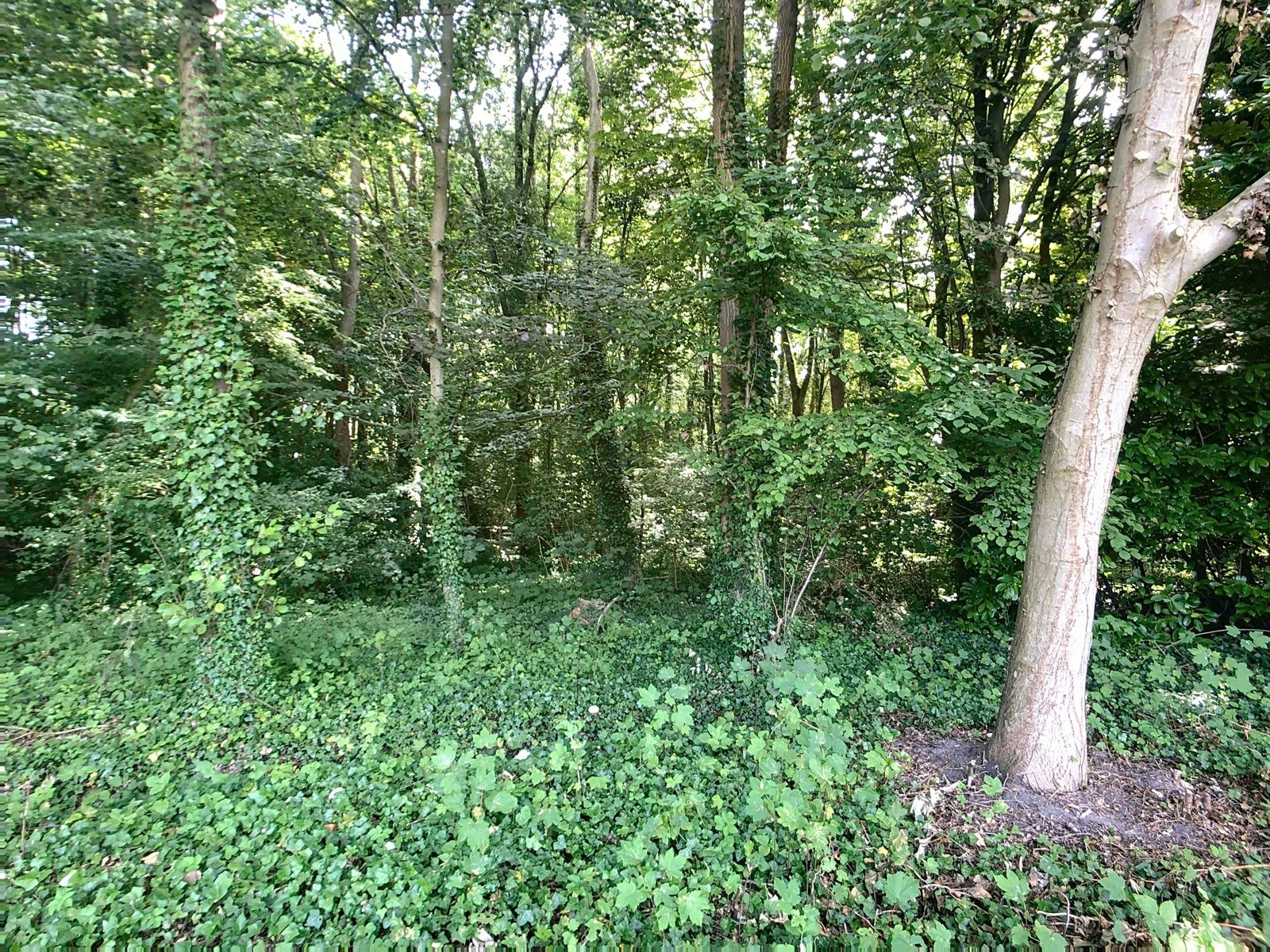 Bosgrond met vijver nabij centrum Hever. foto 3