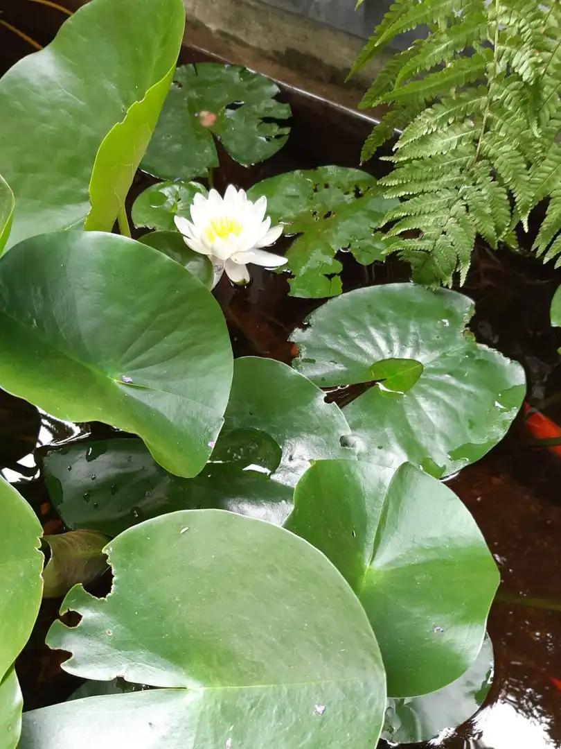 Organische architecten- en kunstenaarswoning foto 5