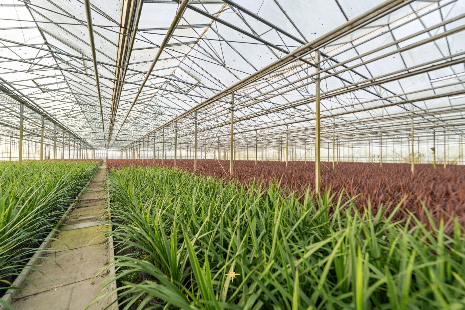 Sierteeltbedrijf met villa, loods en serrecomplex op ± 2 HA te Laarne zonder bedrijfsovername foto 32